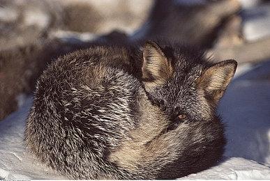 《疯狂被诅咒老太太之家》上线steam 日式恐怖探索